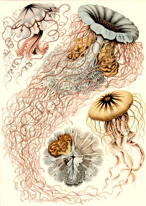 Ernst Haeckel Art Forms In Nature Margaret Peot