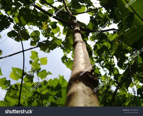 Long Tree Branch Green Leaves On Stock Photo 1827088559 Shutterstock