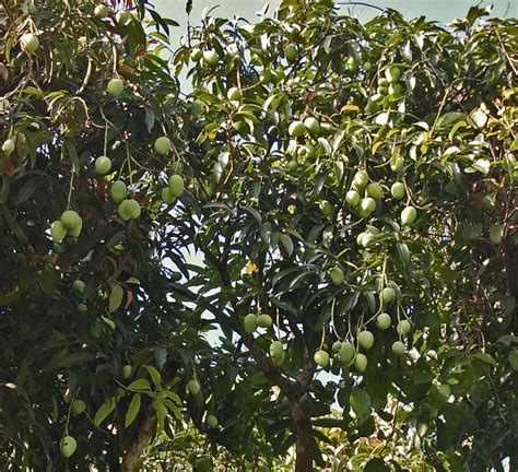 We did not find results for: Egg Mango facts and health benefits