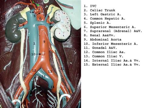 Description item:human organ model material:pvc size:app 28cm parts:15parts. TORSOS