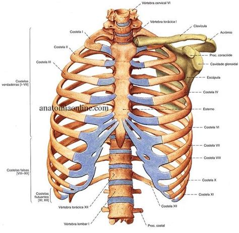 Torax Human Skeleton Anatomy Human Body Anatomy Human Anatomy And