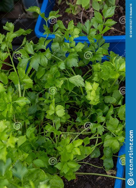 Green Celery Growth In Vegetable Garden Celery Growing In Organic Farm