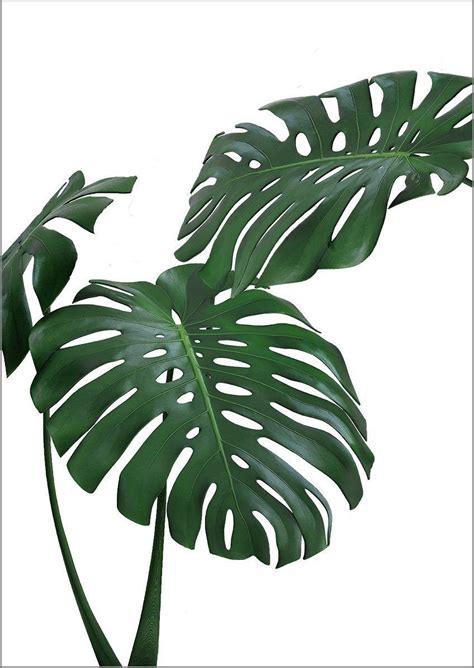 Download 42 leaf frame cliparts for free. MONSTERA PRINT: Green Tropical Plant Photo Poster | Plant ...