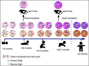 A Touch Of Youth In Gut Microbiota Development Immunity