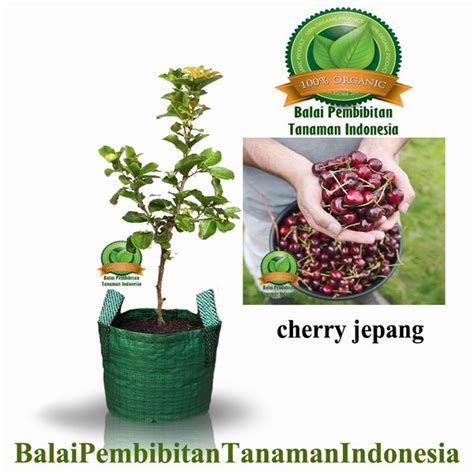 Jual Bibit Cherry Jepang Di Lapak Balai Tanaman Indonesia Bukalapak