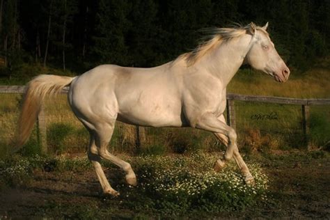 High N Command Perlino Quarter Horse Stallion