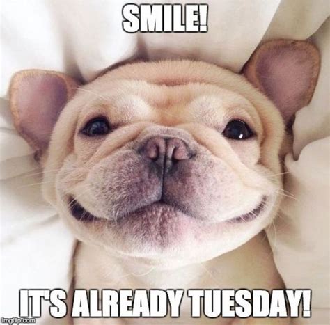 Funny Tuesday Memes When You Re Happy You Made It Happy Tuesday