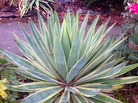 Stock status:(out of stock) shipping time:: Other people's plants | Plant Lust