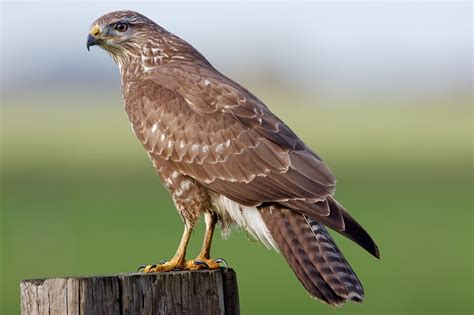 Bekijk de vogelbescherming buizerd ii 8x32 in onze webshop. DIEREN OP EN ROND DE WIJNGAARD. - Domein Wolder