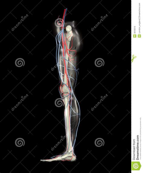 Leg Bones Arteries Veins Stock Illustration Illustration Of Body