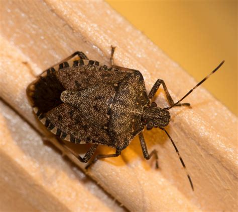 Where Did Stink Bugs Come From Dodson Pest Control