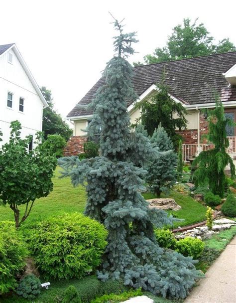 Best 8 Chic Front Yard Garden With Dwarf Pine Trees Decoredoo