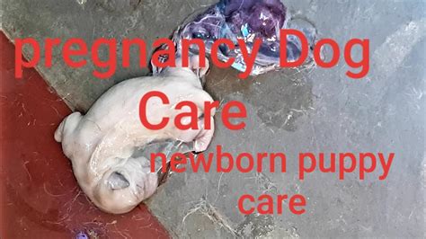 Pregnancy Dog Care Newborn Puppy Care Youtube