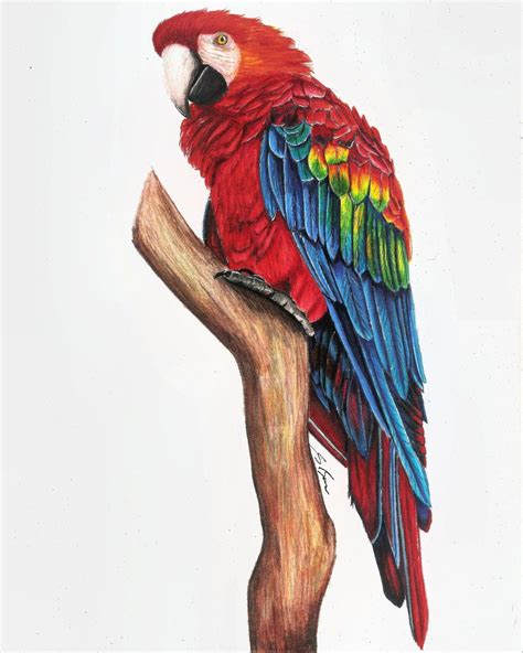 Parrot Scarlet Macaw Drawing In Coloured Pencil Bird Drawings