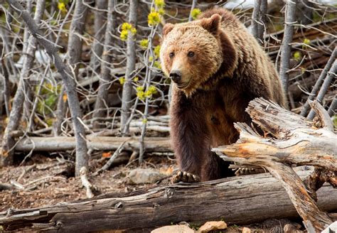 Op Ed We Cannot Support Delisting Montana Grizzly Bears Unless State