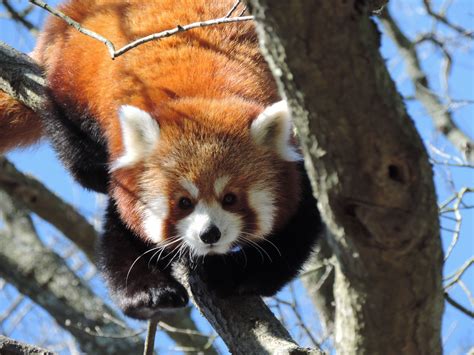 Most Cuddly Animal Possible The Red Panda Cuddly Animals Red Panda