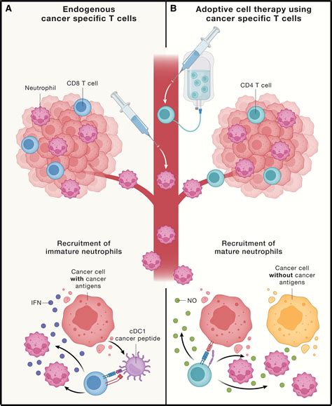Cancer Immunotherapy T Cells And Neutrophils Working Together To