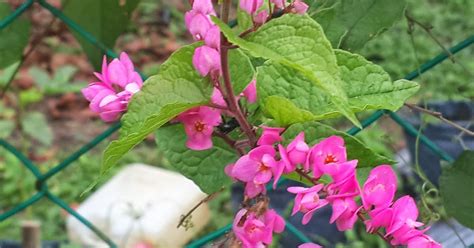 Tanaman ini termasuk ke dalam suku polygonaceae dan berasal dari kawasan amerika tengah. The Kelulut - Berkongsi Ilmu & Tip Penternakan Serta ...