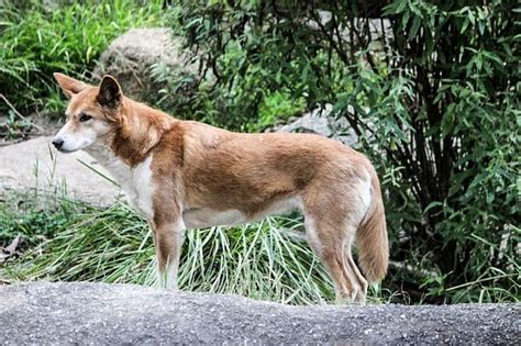 Dingo Vs Basenji Is The Dingo Related To The Basenji Photos