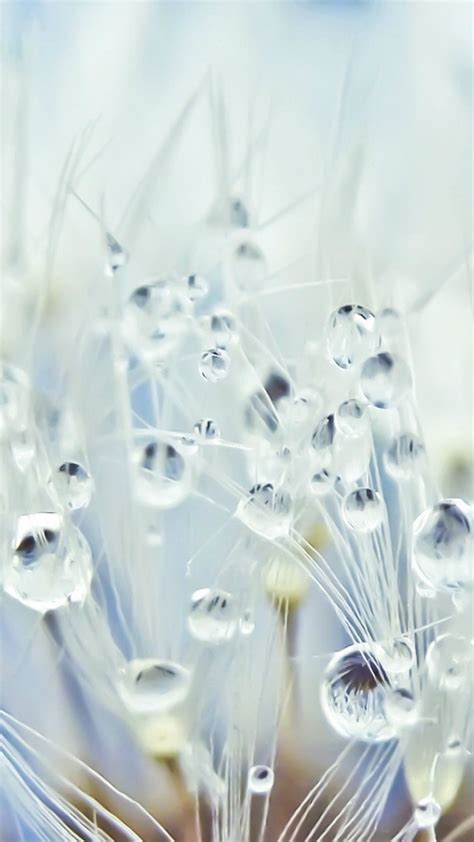 Pure Crystal Dew Dandelion Flower Water Drop Globe Macro Iphone 6