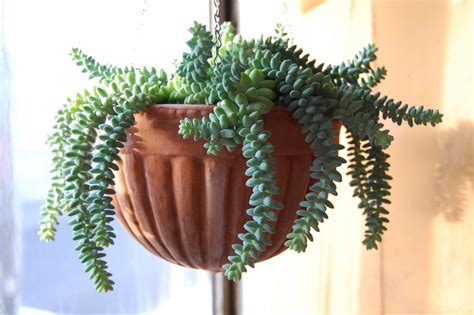 Growing cactus from seeds and cuttings. Pin on Plants, Herbs, & Gardening