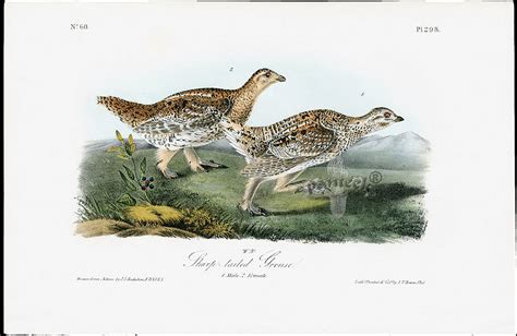 Sharp Tailed Grouse From John James Audubon Birds America 1840