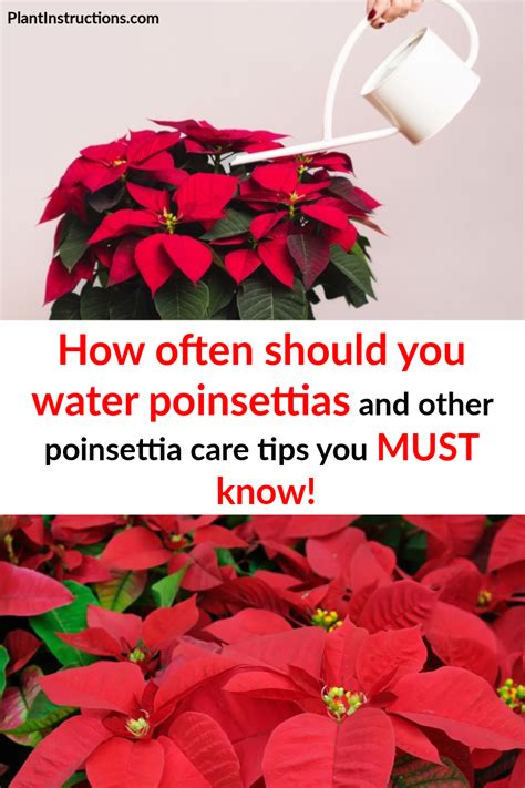Only a small amount of moisture from natural rainfall is absorbed by the leaves and roots. How Often Do You Water Poinsettias? And Other Poinsettia ...