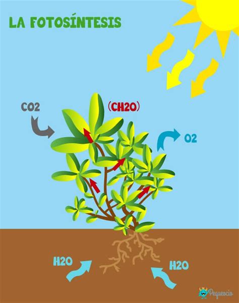 Imagenes Sobre El Proceso De La Fotosintesis Sobre La Explicación