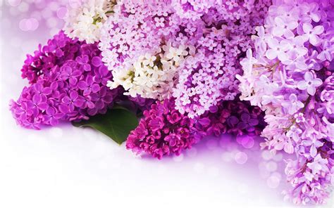 Pink Lilac Flower Wallpapers Wallpaper Cave