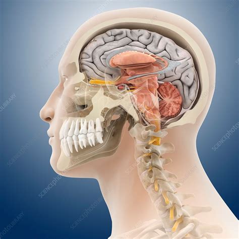 Head And Neck Anatomy Artwork Stock Image C0140449 Science