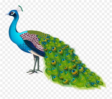 peacock clip art 10 free cliparts download images on clipground 2024
