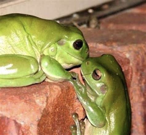 Aesthetic Frog Wallpaper Laptop - Check out this fantastic collection