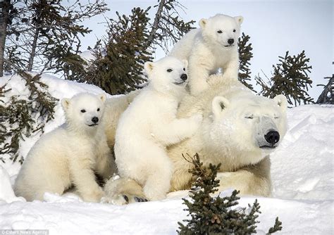 Polar Bear Cub Hitches A Lift From His Mother In Canadian