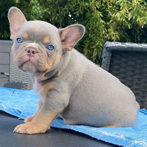 Frenchie Puppies Near Mefrench Bulldog Puppies For Sale Near Me