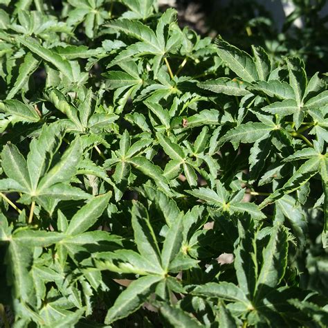 It seems to do well with a lot of shade. Acer palmatum 'Shishigashira' - Lion's Head Japanese Maple ...