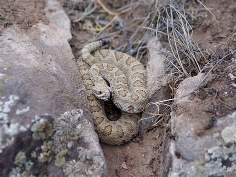 Check spelling or type a new query. Midget Faded Rattlesnake (﻿Crotalus oreganus concolor ...