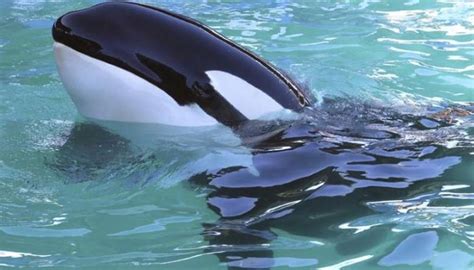Worlds First Talking Killer Whale Wikie The Orca Learns To Say Hello