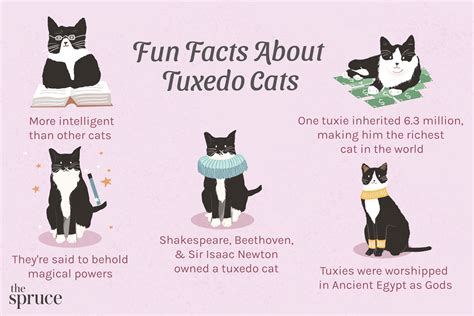 7 Pawsitively Fascinating Facts About Tuxedo Cats