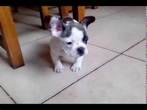 Most dogs tend to bark too much when a strange. Bulldog francés cachorra ladrando - French bulldog puppy ...