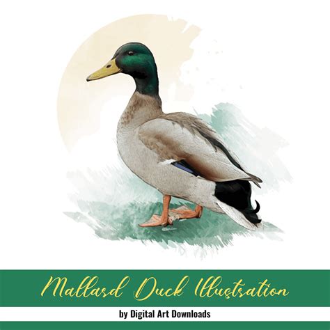 Mallard Duck Illustration Masterbundles