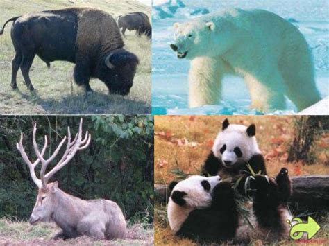 10 fauna dan flora terlangka di indonesia flora dan fauna. Gambar Flora Dan Fauna Di Amerika Serikat