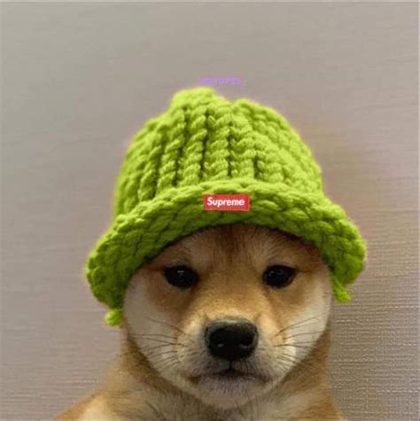 Doge Shiba Inu Old Memes Picture Icon Dog Hat Dog Images Troll