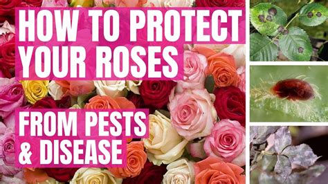 Healthier Roses How To Protect Against Pests And Diseases Ugf 6 In 1