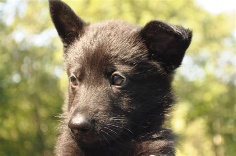 A sable german shepherd is one with different bands of color on one hair shaft. Purebred German Shepherd Puppies For Sale - Hayes Haus