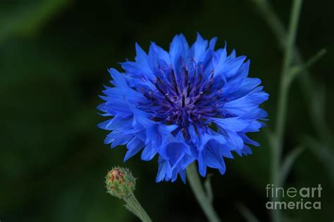 Blue Cornflower Photograph By Marjorie Imbeau