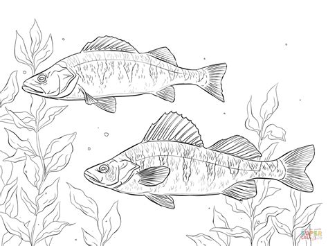 Tarpon Drawing at GetDrawings Free download