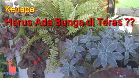 Perawatannya juga tidak terlalu sulit dan tidak. Manfaat Menanam Bunga di Pot - YouTube