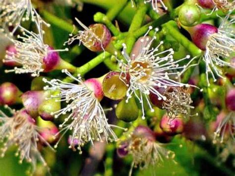 The botanical name of jamun tree is called syzygium cumini. Jambul Plant Jambul Syzygium Jamun Java plum หว้า - YouTube