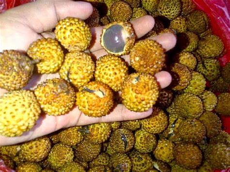 Untuk mendeskripsikan buah dan biji mata kucing dilakukan dengan pengamatan secara visual. DK's Diary: Buah Unik dan Langka dari Hutan Kalimantan