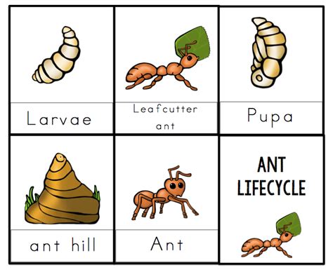 Ant Lifecycle Printable 2 Preschool Printables